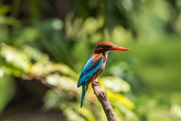 Pássaro (Martim-pescador-de-garganta-branca, Halcyon smyrnensis) azul brilhante