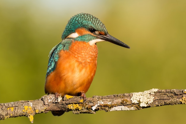 Pássaro martim-pescador que preening em uma filial