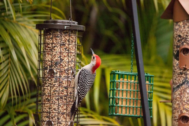 Foto pássaro melanerpes carolinus de barriga vermelha em um alimentador de pássaros em nápoles, flórida