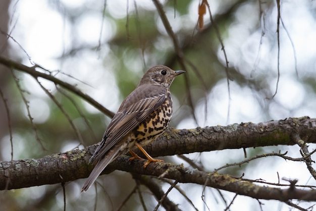 Pássaro Mistle tordo Turdus viscivorus. empoleirado no galho.