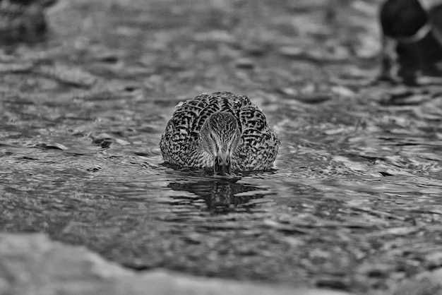 pássaro na lagoa de inverno patos inverno