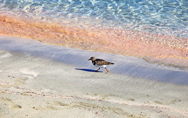 Pássaro na praia em Elafonisi Creta