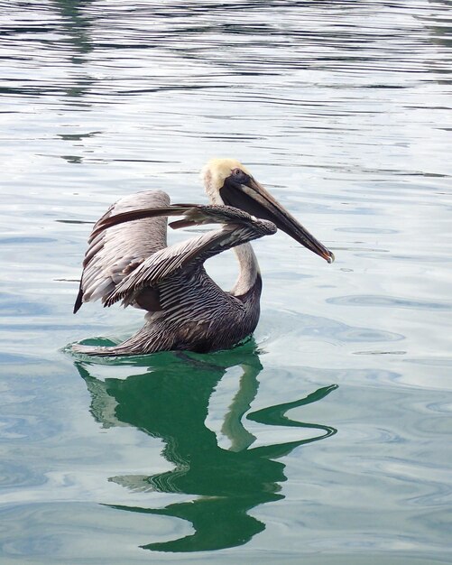 Foto pássaro nadando no lago