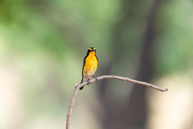 Foto pássaro narciso mosquiteiro em árvore na natureza selvagem