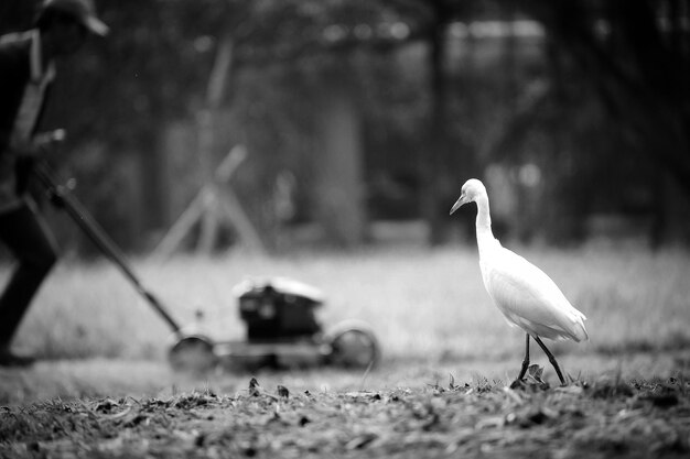 Foto pássaro no campo