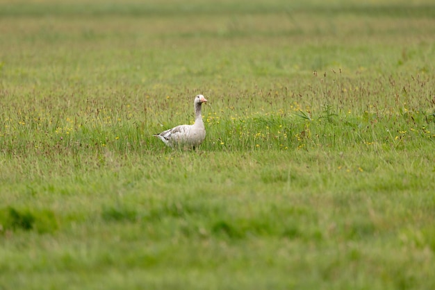 Foto pássaro no campo