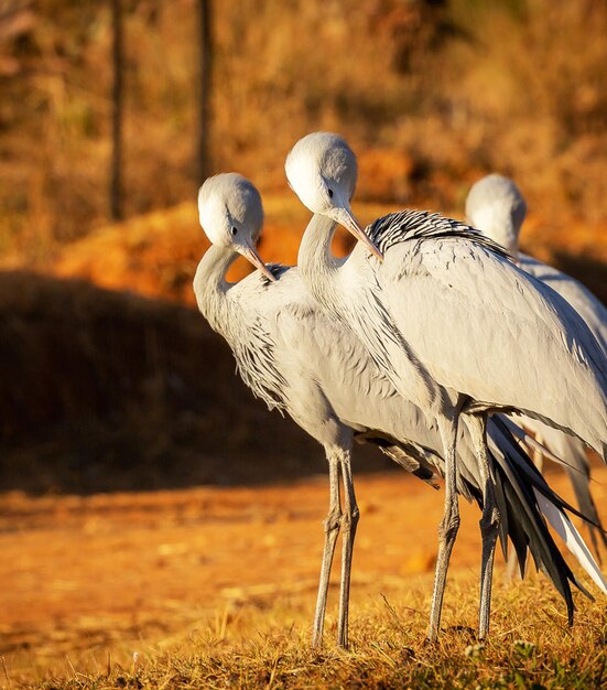 Foto pássaro no campo