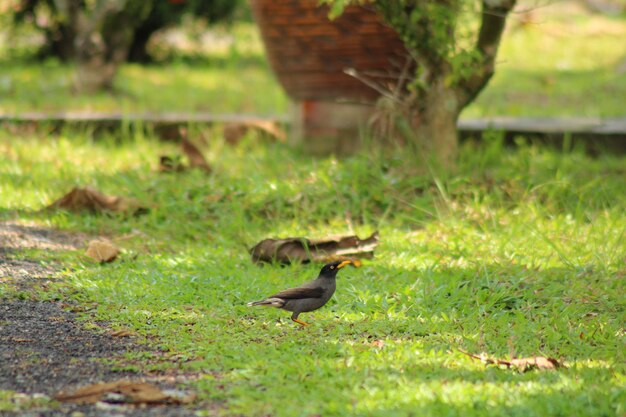 Foto pássaro no campo