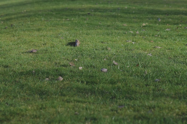 Foto pássaro no campo