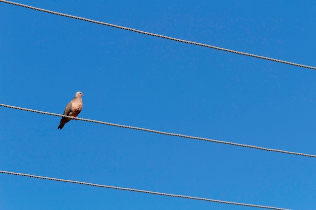 Pássaro no fio de eletricidade Céu azul