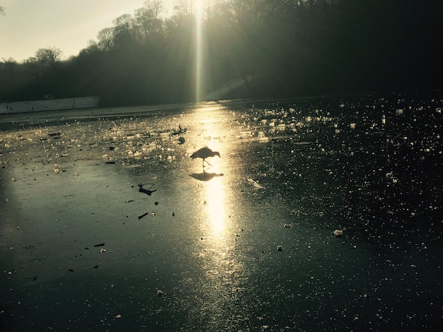 Pássaro no lago congelado durante o pôr-do-sol