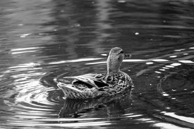 Foto pássaro no lago