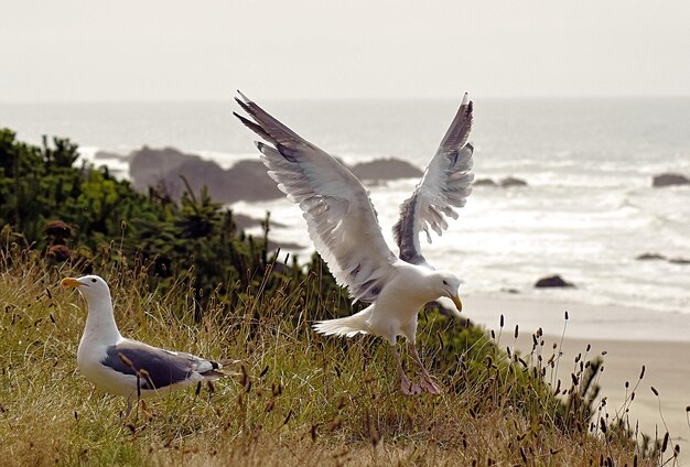 Foto pássaro no mar contra o céu limpo