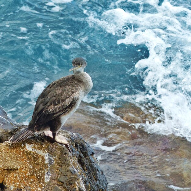 Foto pássaro no mar