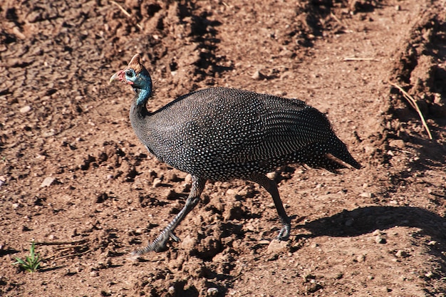 Pássaro no safari no quênia e na tanzânia, áfrica