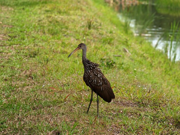 Foto pássaro num campo