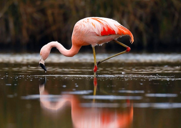 Foto pássaro num lago