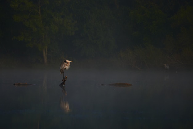 Foto pássaro num lago