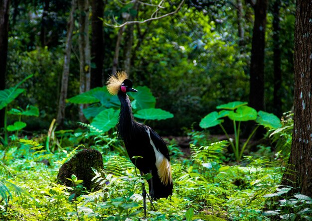 Foto pássaro numa floresta