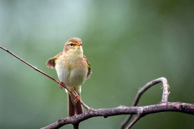 Pássaro O chiffchaff comum, ou simplesmente o chiffchaff,