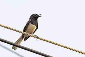 Foto pássaro oriental magpie robin sentado no cabo elétrico