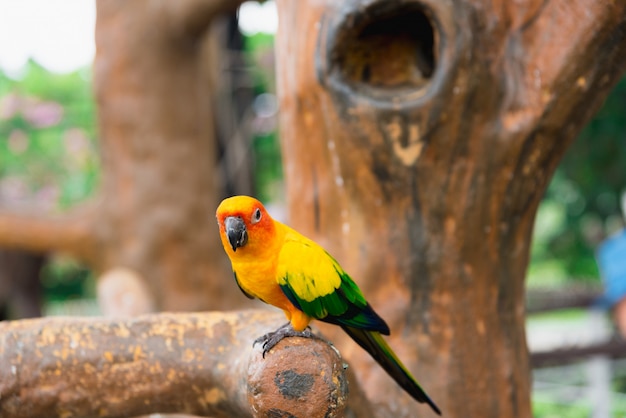 Pássaro papagaio amarelo, sol conure.