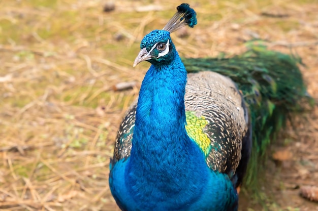 Pássaro pavão azul indiano, belas penas coloridas de pavão macho fecham Foto de alta qualidade