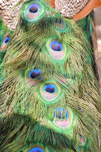 Pássaro Peacock Animal Colorido