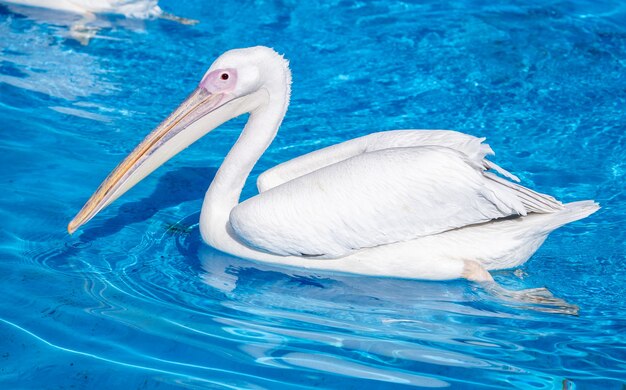 Pássaro pelicano branco com bico longo amarelo nadando na piscina de água, close-up