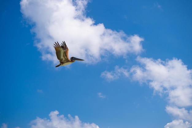 Pássaro pelicano no espaço da cópia de verão pássaro pelicano voando no céu pássaro pelicano ao ar livre