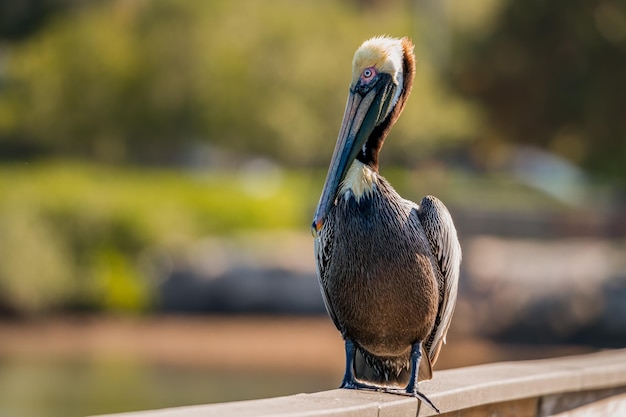 pássaro pelicano