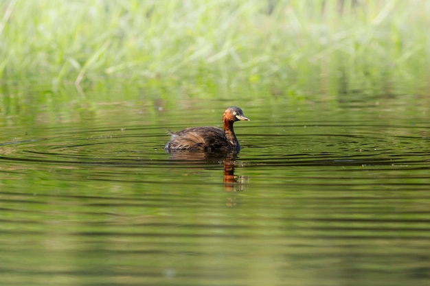 Pássaro pequeno bonito, pequeno Mergulhão (Tachybaptus ruficollis)