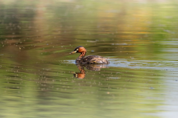 Pássaro pequeno bonito, pequeno mergulhão (tachybaptus ruficollis)