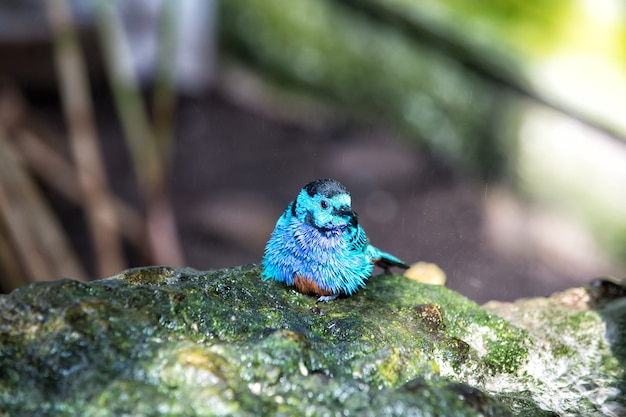 Pássaro, pequeno pássaro bonito com penas azuis sentado na pedra num dia ensolarado de verão no fundo desfocado natural. Vida selvagem e natureza. Ornitologia