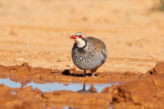 Pássaro perdiz vermelho em pé perto de uma lagoa no deserto