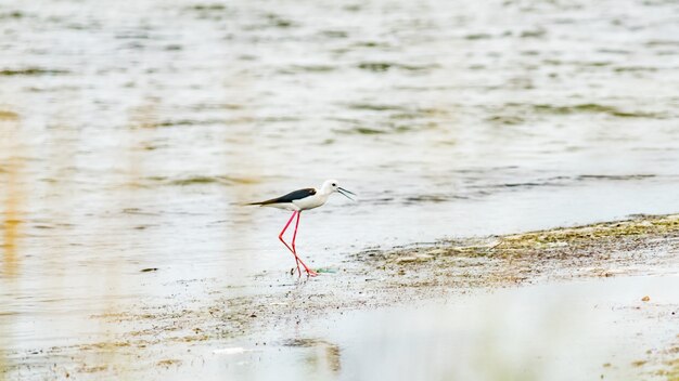 Pássaro pernalta de asas negras em águas rasas (Himantopus himantopus) Anapa, Rússia.