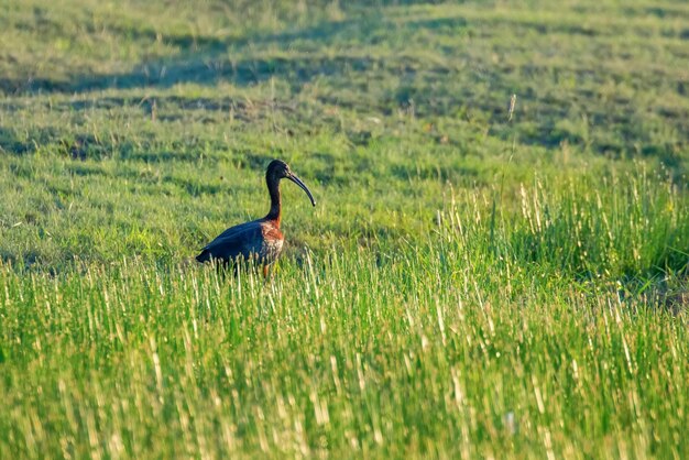 Pássaro pernalta de íbis (Plegadis falcinellus) brilhante