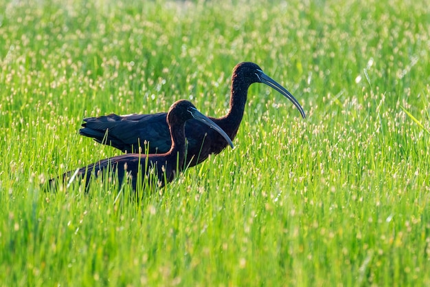 Pássaro pernalta de íbis (Plegadis falcinellus) brilhante