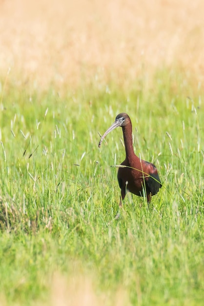 Pássaro pernalta de íbis (Plegadis falcinellus) em habitat natural