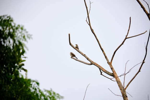 Pássaro pica-pau de peito sardento e Bulbul de cabeça fuliginosa empoleirados em um tronco de árvore ao longo