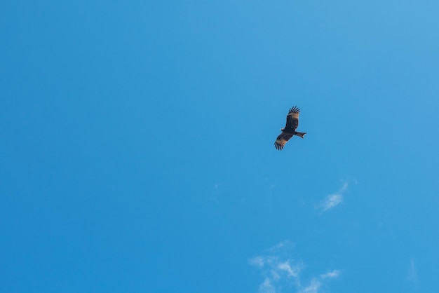 Pássaro pipa preto voando no céu