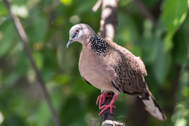 Pássaro (pomba, pombo ou desambiguação) em uma natureza