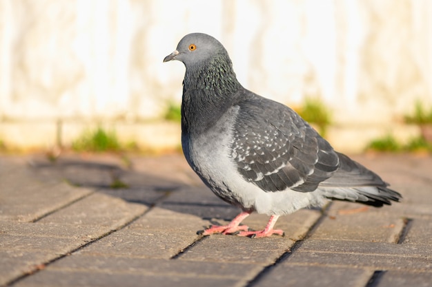 Pássaro pombo em pé em uma passarela em um parque da cidade. Vista de perto