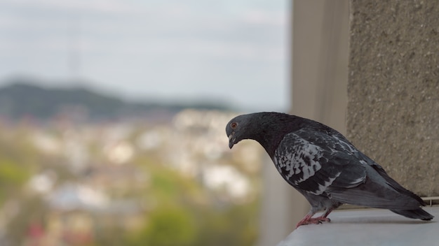 pássaro pombo em pé no peitoril da janela e olhando para a câmera