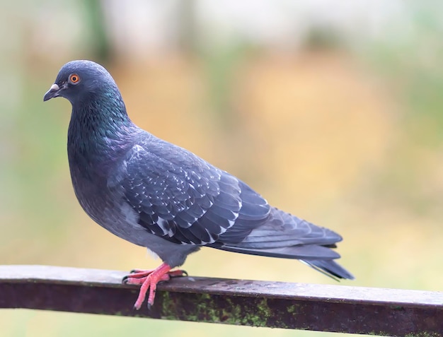 Pássaro pombo engraçado sentado no parapeito da varanda ao ar livre.