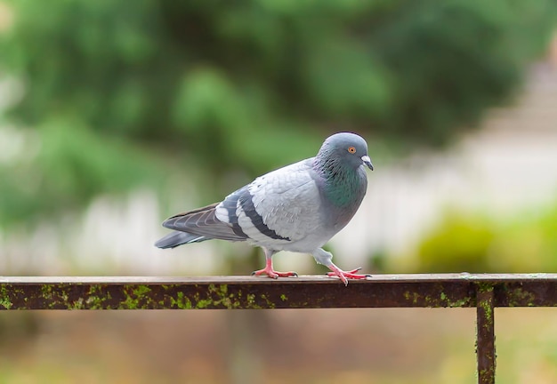 Pássaro pombo engraçado sentado no parapeito da varanda ao ar livre.