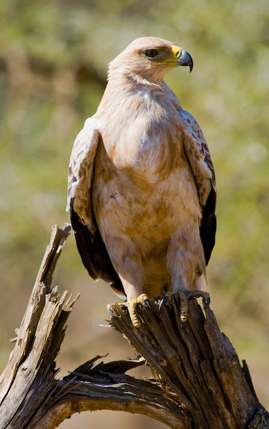 Pássaro predador está sentado em uma árvore Quênia Tanzânia Safari África Oriental