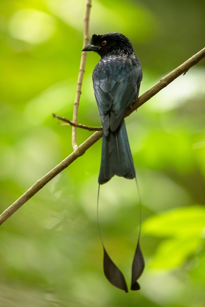 Pássaro preto bonito, maior Drongo Raquete-atado, paradiseus de Dicrurus, empoleirando-se em um ramo em Singapura.