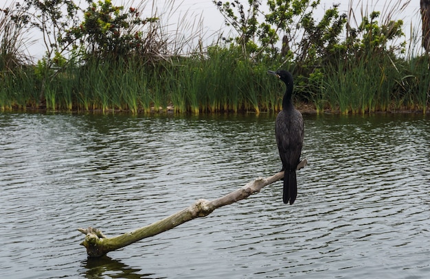 Pássaro preto chamado Cushuri o Cormorán em pé sobre galhos com fundo de plantas de totora em Pantanos de Villa Lima Peru