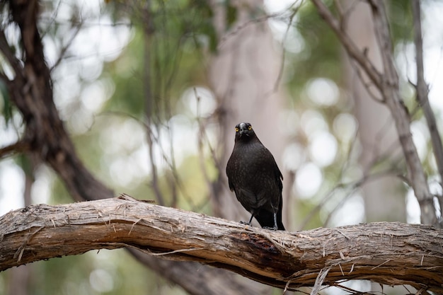 Pássaro preto de Currawong no mato na Tasmânia, Austrália